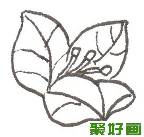 卡通画   一朵三角梅