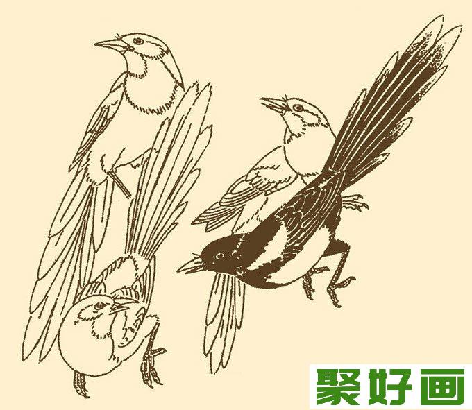 喜鹊简笔画5副,儿童简笔画喜鹊图片3