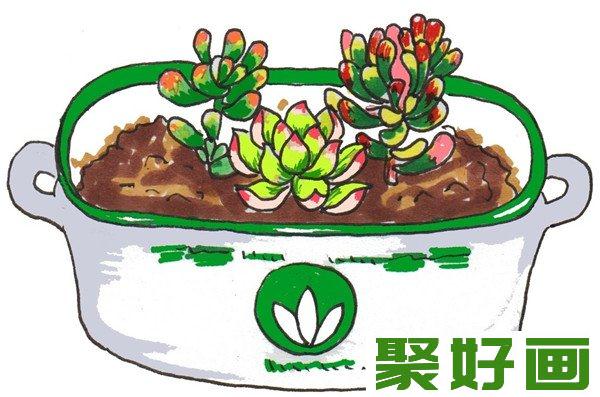 卡通画  多肉