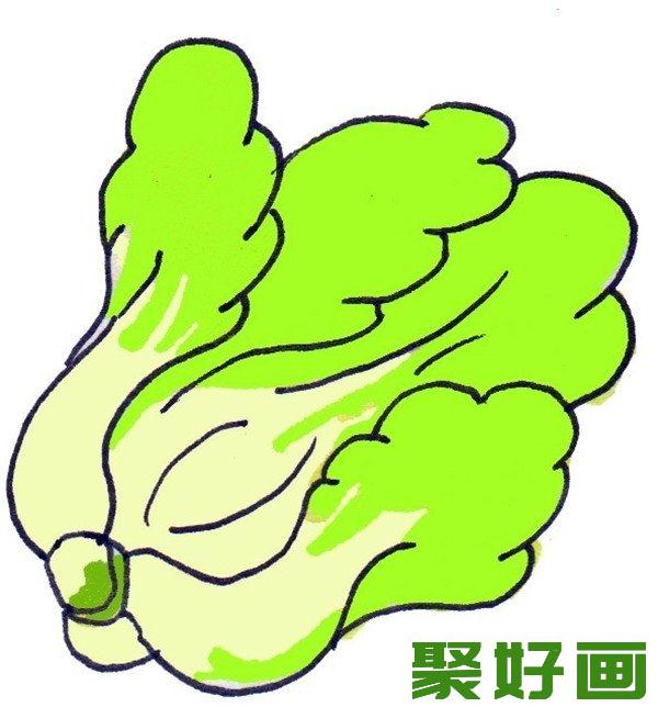 卡通画      大白菜