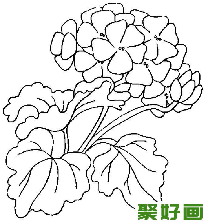 简笔画花卉图片大全，简笔画花儿21