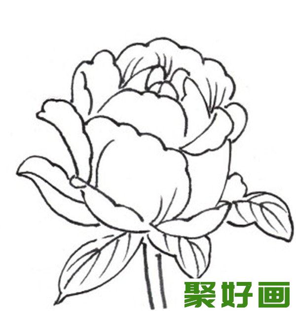 白描月季花