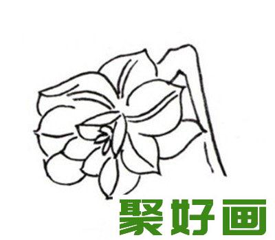 白描水仙花朵