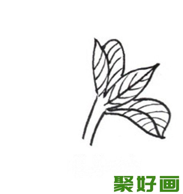 白描酢浆草叶子