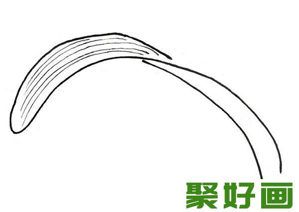 白描虎皮兰叶子转折