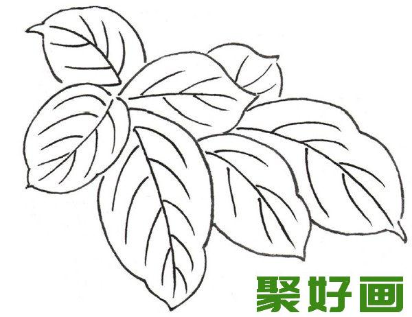 白描月季花叶子绘画