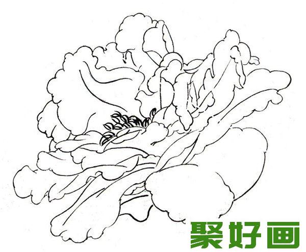 白描芍药侧面