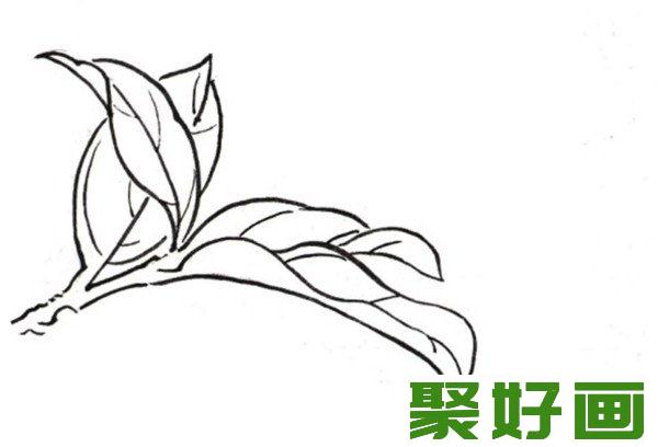 白描芍药叶子