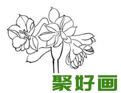 白描水仙花朵叠加