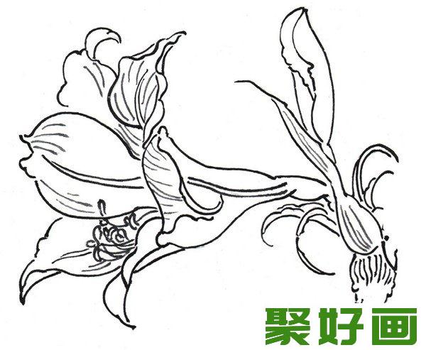 白描虎皮兰花朵形态