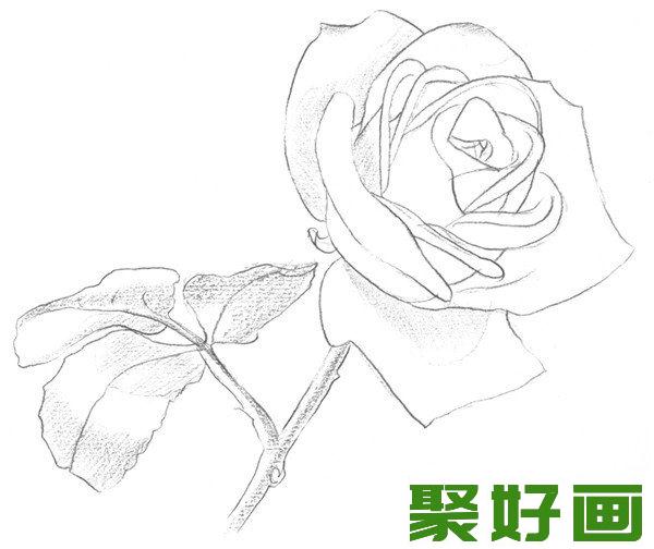 素描白玫瑰明暗