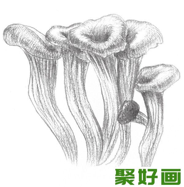 素描蘑菇根部