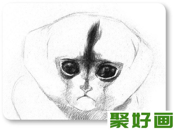 素描小眼镜猴头部明暗