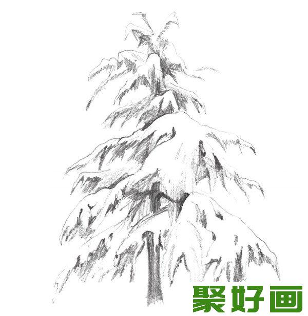 素描雪松层次感