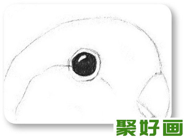 素描鹦鹉眼睛