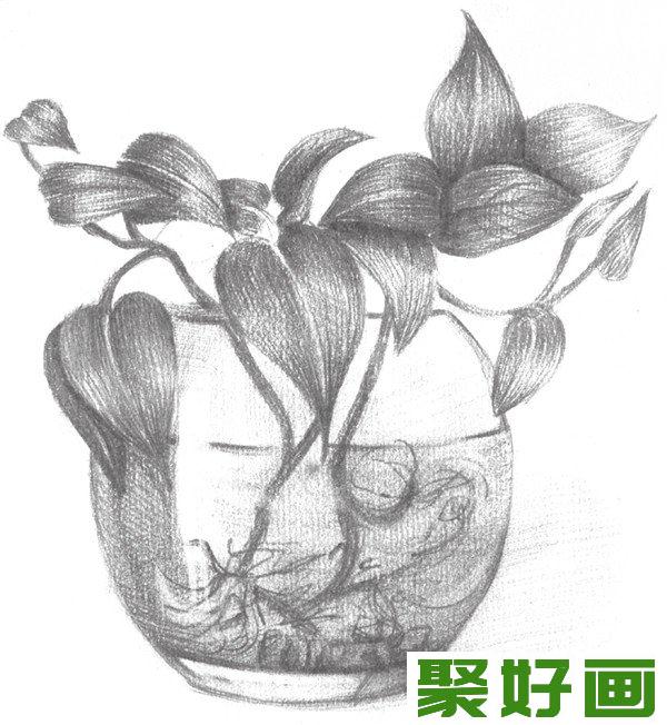 素描水培绿萝