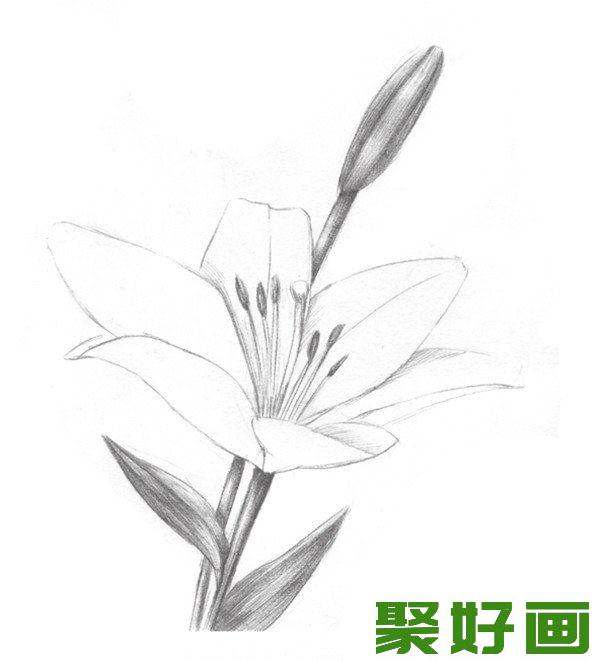 素描百合花瓣