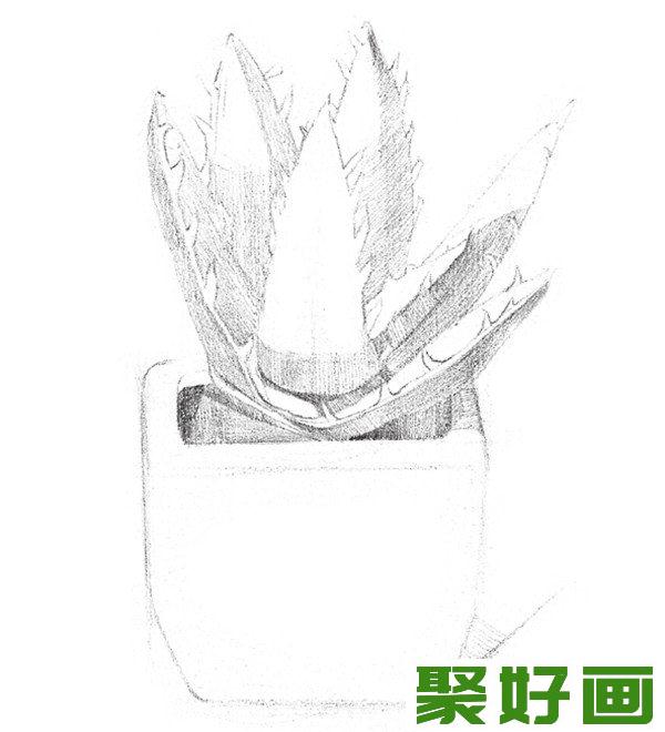 素描芦荟线条