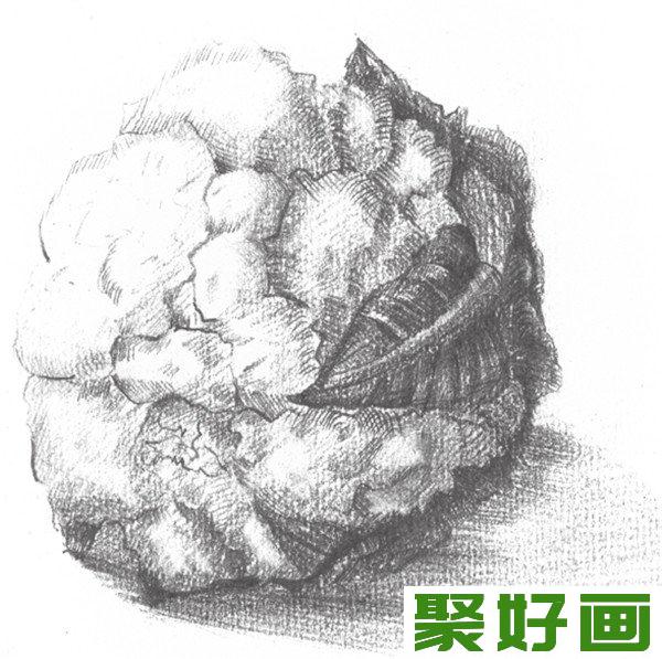 素描菜花叶子明暗