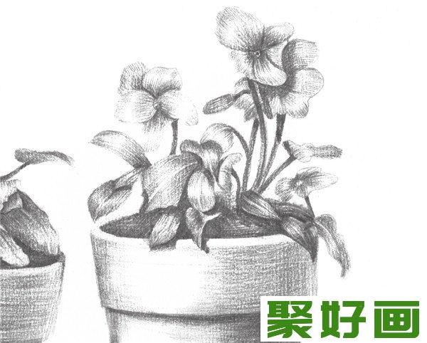 素描花瓣