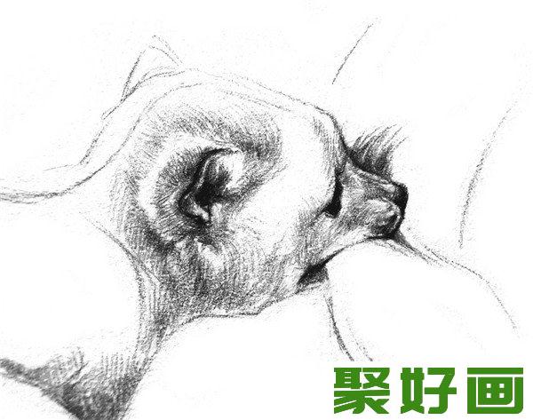 素描小狐狸头部绘画