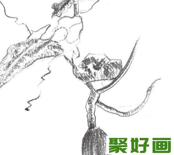 素描丝瓜要点