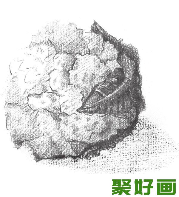 素描菜花叶子