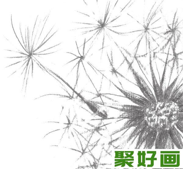 素描蒲公英要点