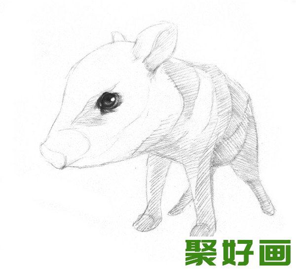 素描小野猪眼睛细化