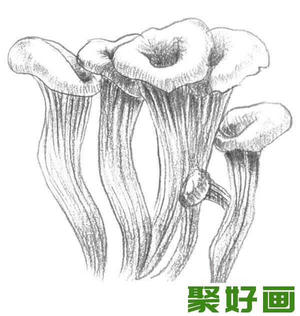 素描蘑菇