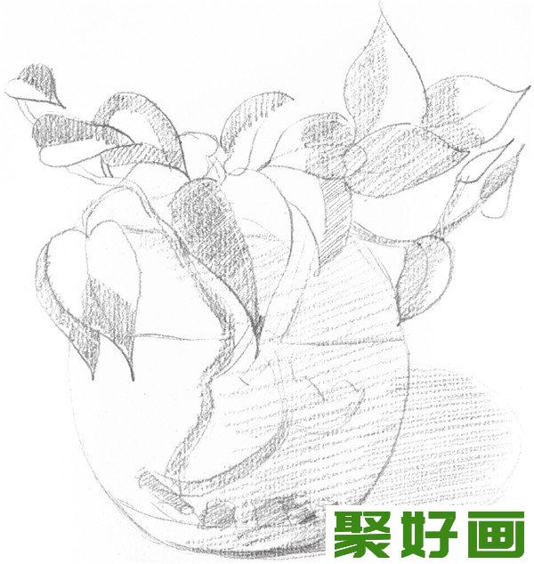 素描水培绿萝