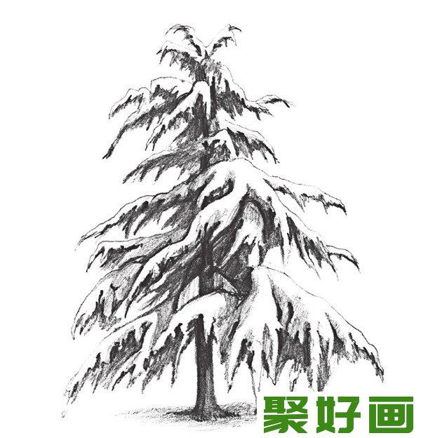 素描雪松