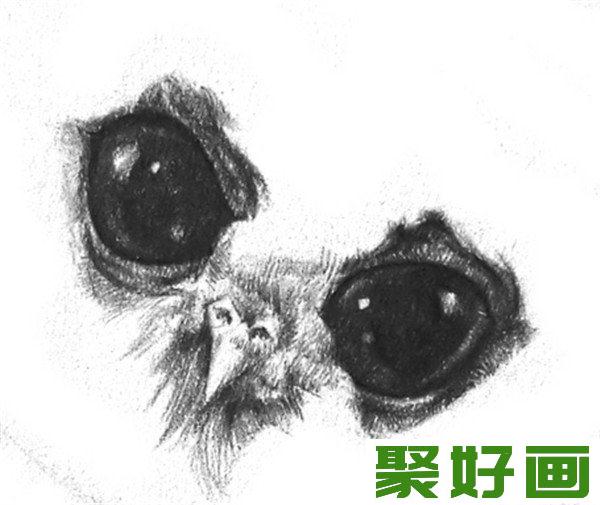 小猫头鹰嘴巴