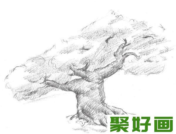 素描松树木纹