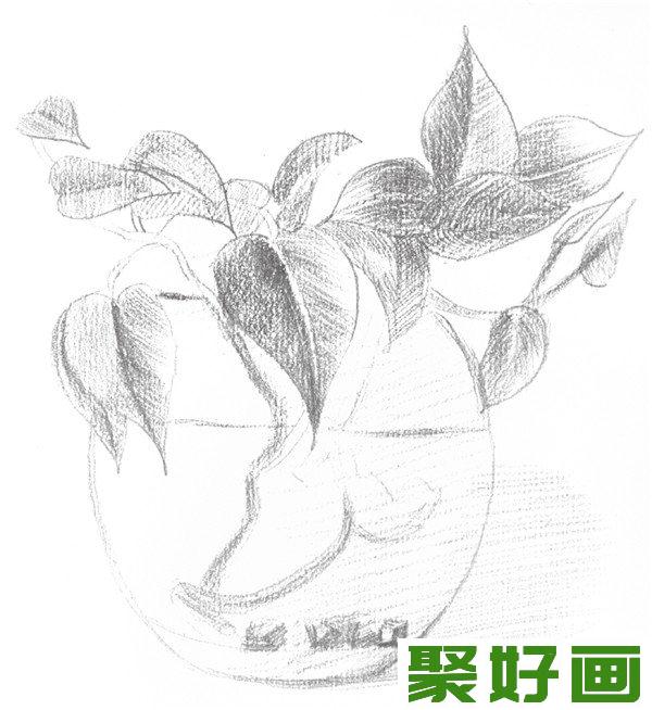 素描水培绿萝