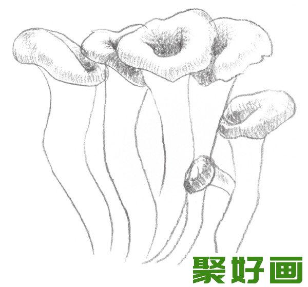 素描蘑菇明暗