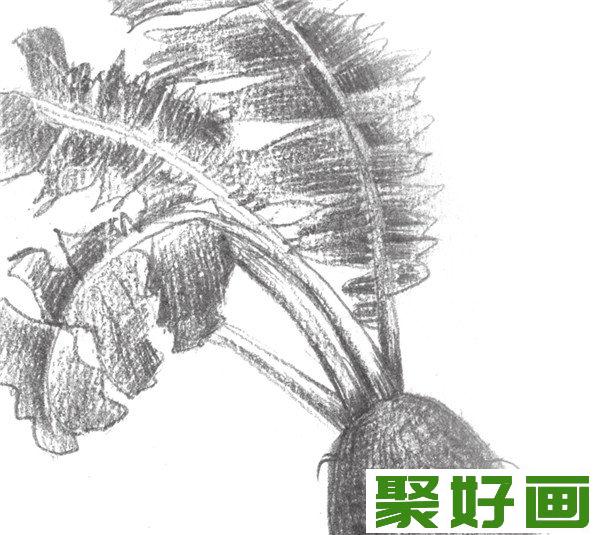 素描红萝卜要点