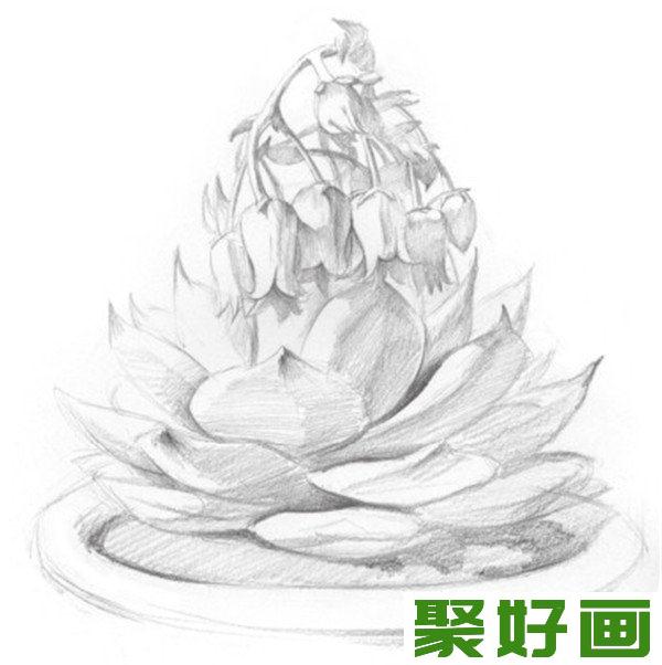 素描吉娃莲细化花瓣