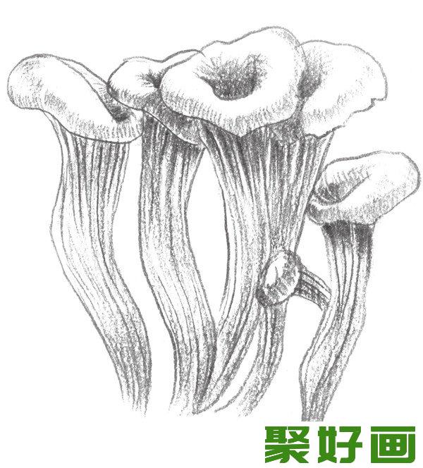 素描蘑菇