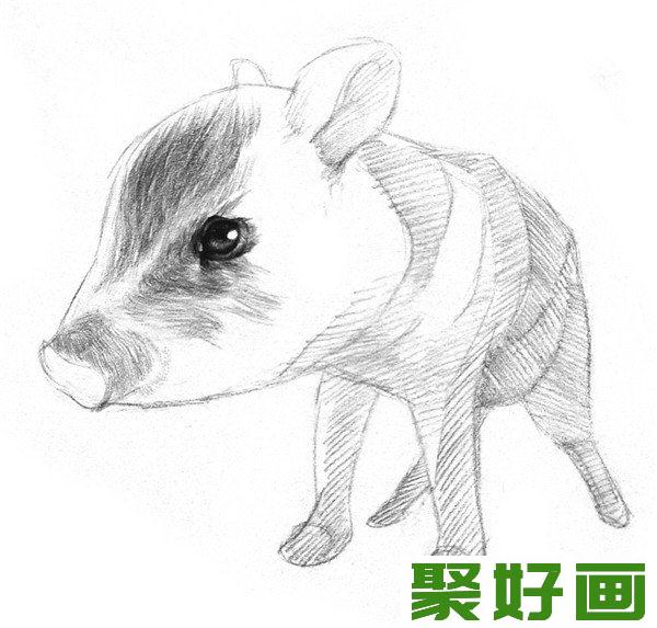 素描小野猪头部