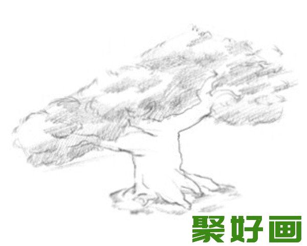 素描松树树叶