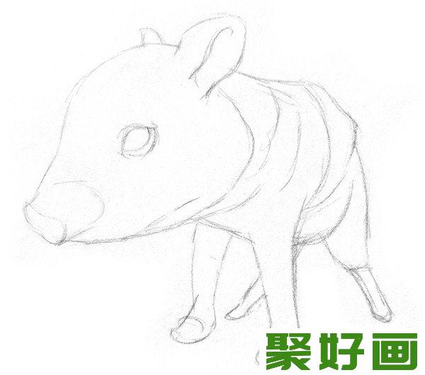 素描小野猪轮廓