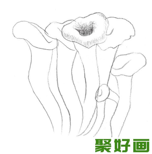 素描蘑菇阴影