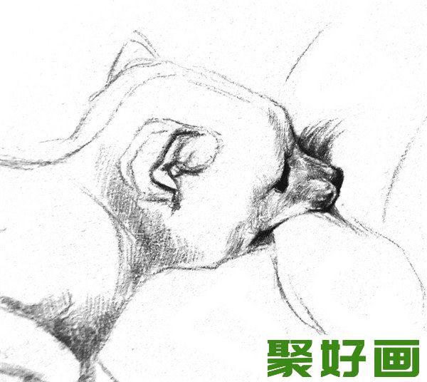 素描小狐狸头部细化