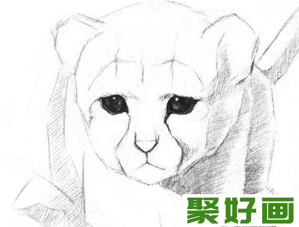 素描小猎豹眼睛