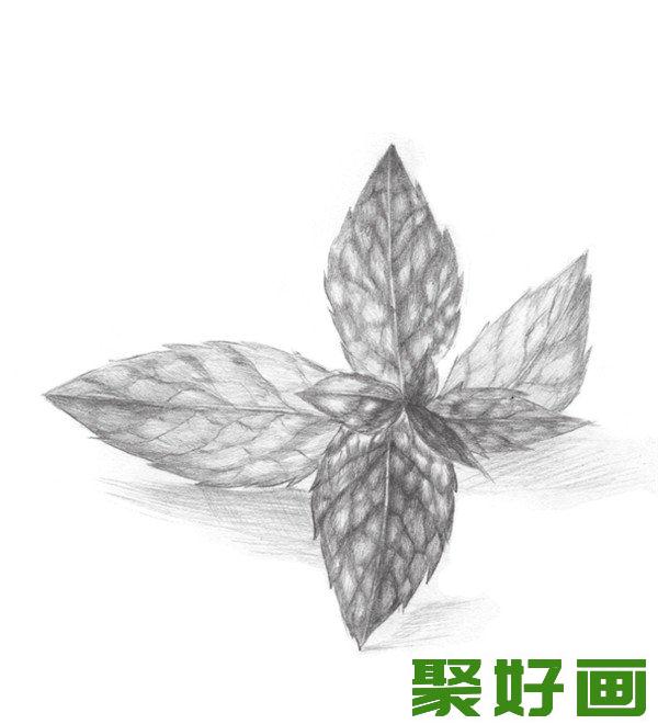 素描薄荷叶部分色调