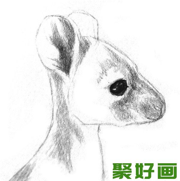 素描袋鼠眼睛