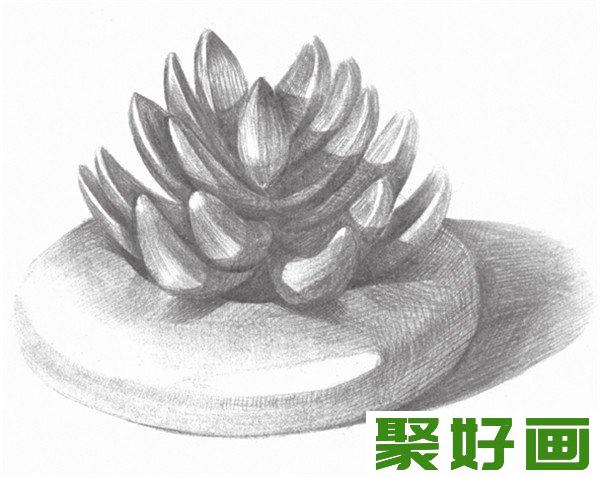 素描植物多肉整体效果