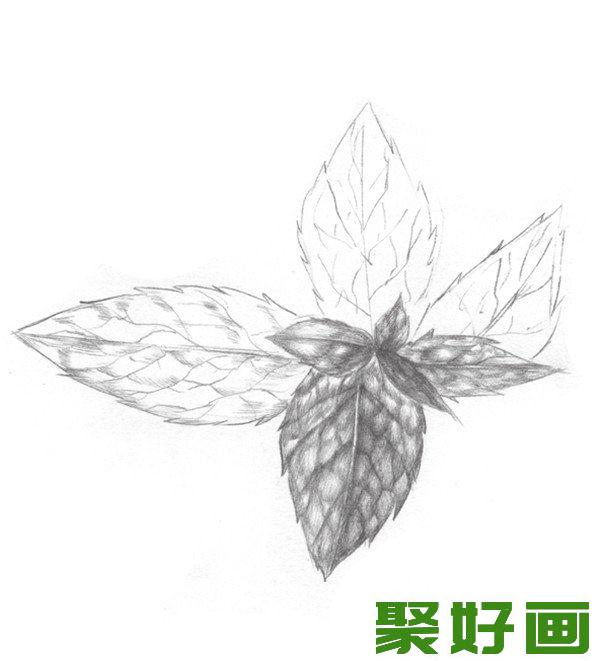 素描薄荷叶纹路