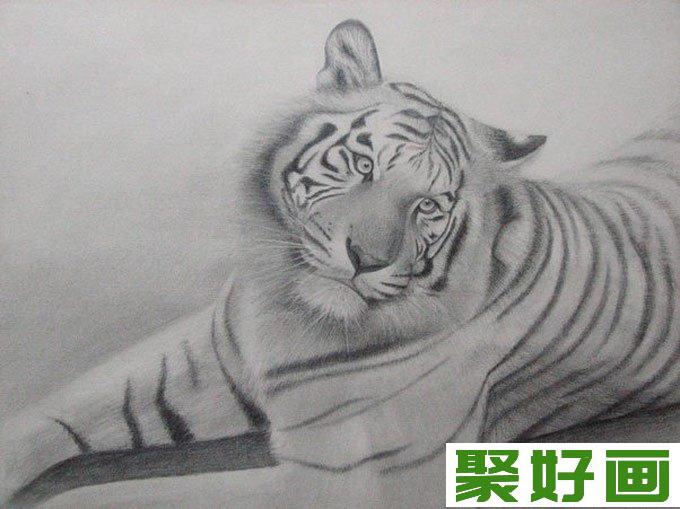 超写实动物素描画（九）：老虎